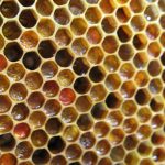 養蜂家の一日 集蜜直前は巣のメンテナンス
